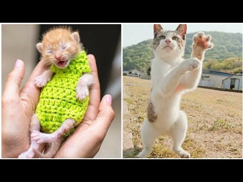 cats-meowing---cute-kittens-meowing---cat-meowing-video---kitten-meowing-videos