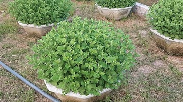 P3 Cúc đại đóa cúc hà nội chậu 7 ngày 6 tháng 10 âm lịch