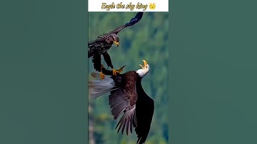Eagle fight 💪 🦅 #eagle #falcon #birds #wildlife #shorts #animals #nature