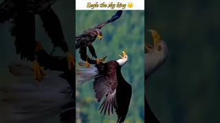 Eagle fight 💪 🦅 #eagle #falcon #birds #wildlife #shorts #animals #nature #iran