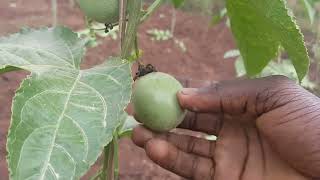 How to prune passion fruits