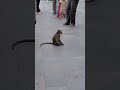 Nice monkey #Monkeylover #CLEVER #monkey #short #Nice #beautiful #reel