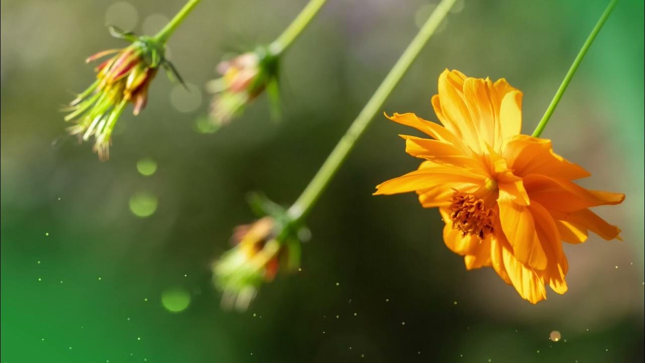 Particles with flower 08 royalty and copyright free background youtube