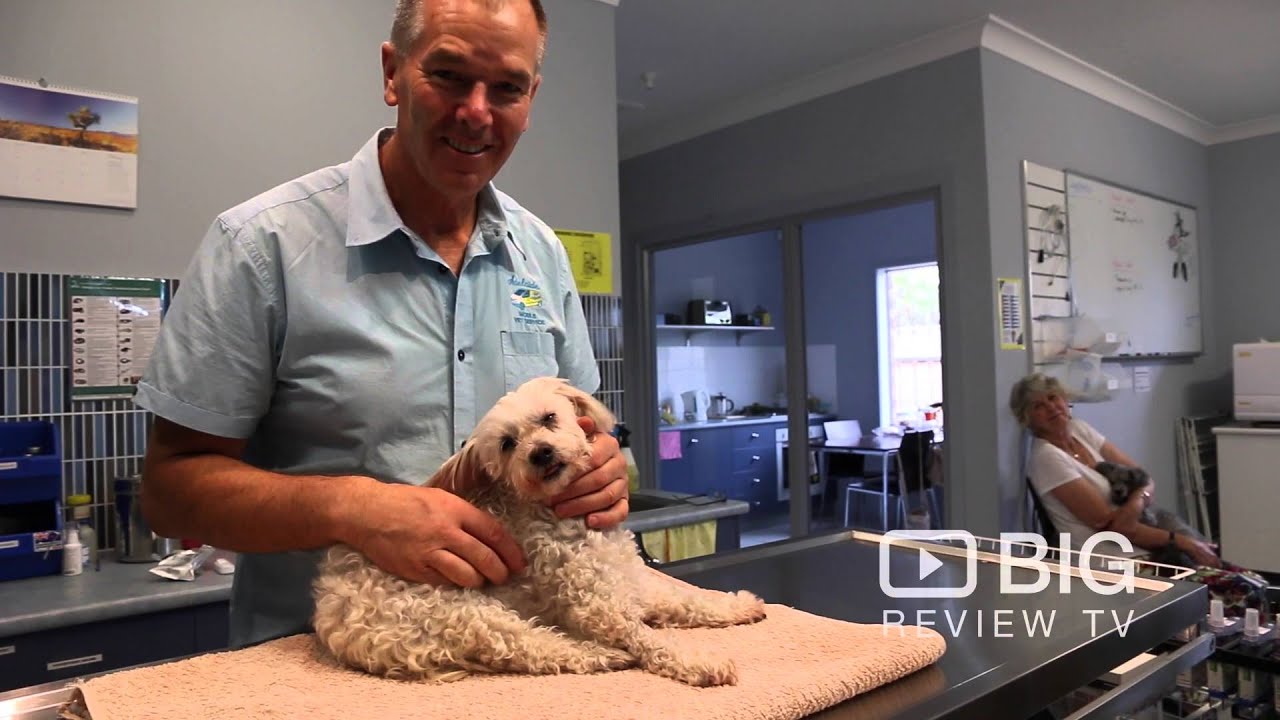 Adelaide Mobile Vet Service a Veterinarian in Adelaide offering Pet Care YouTube