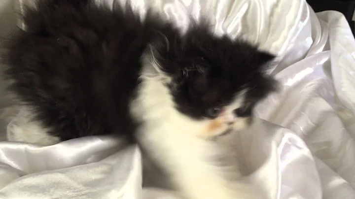Video 11300351: persian kitten playing