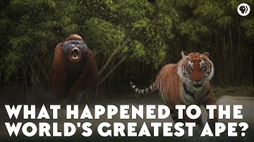 What Happened to the World