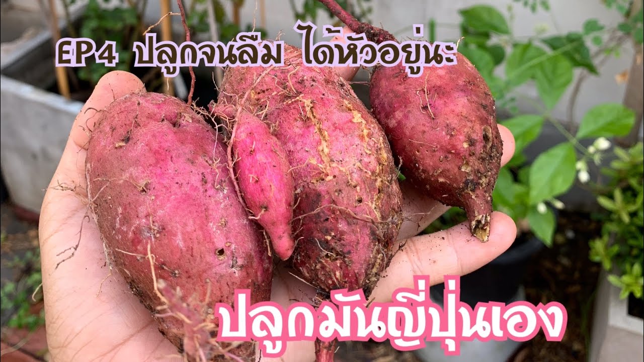 murasaki sweet potato benefits murasaki sweet potato benefits