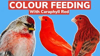 Colour feeding finches and canaries | How to use Caraphyll Red