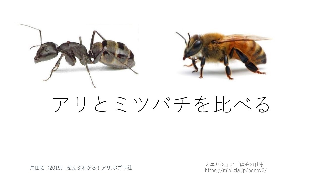 「アリとミツバチを比べる」（新小6　T・Kくん）