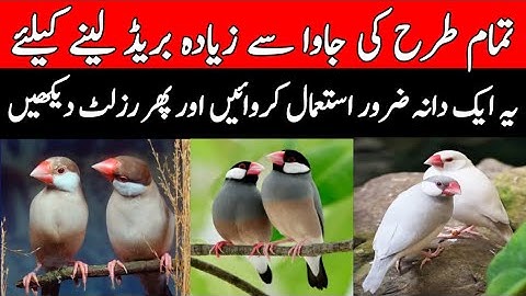 Java Breeding Seed | Java Sparrow Breeding Tips | Java Breeding Formula | Mini Zoo