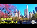Central Park in Spring | Belvedere Castle, The Ramble, + The Great Lawn Walk
