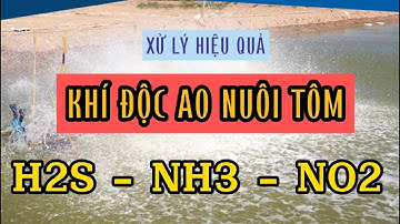 XỬ LÝ HIỆU QUẢ KHÍ ĐỘC AO NUÔI TÔM H2S - NH3 - NO2 | Trương Anh Quang Official