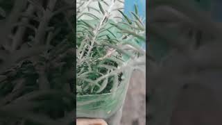 Httpsyoutubecomshortsu tueevasmgsiiyzk7s0r0g01jdj