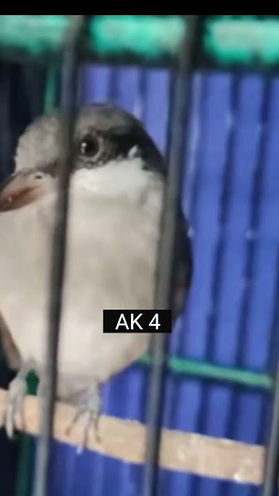 Tembakan maut Jing Jing petulak