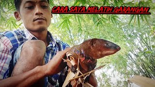 Melatih garangan hidup dialam liar||garangan jinak dan bonding