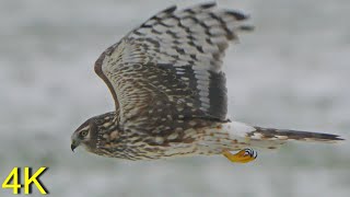 Kornweihe Weibchen und Jungvögel im Winter 23/24  --Female and Juvenile Hen Harriers in Winter 23/24