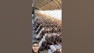 Bất ngờ với trang trại trồng hàng tấn nấm mộc nhĩ của Việt Nam