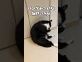 パンダみたいな猫がいたw #shorts