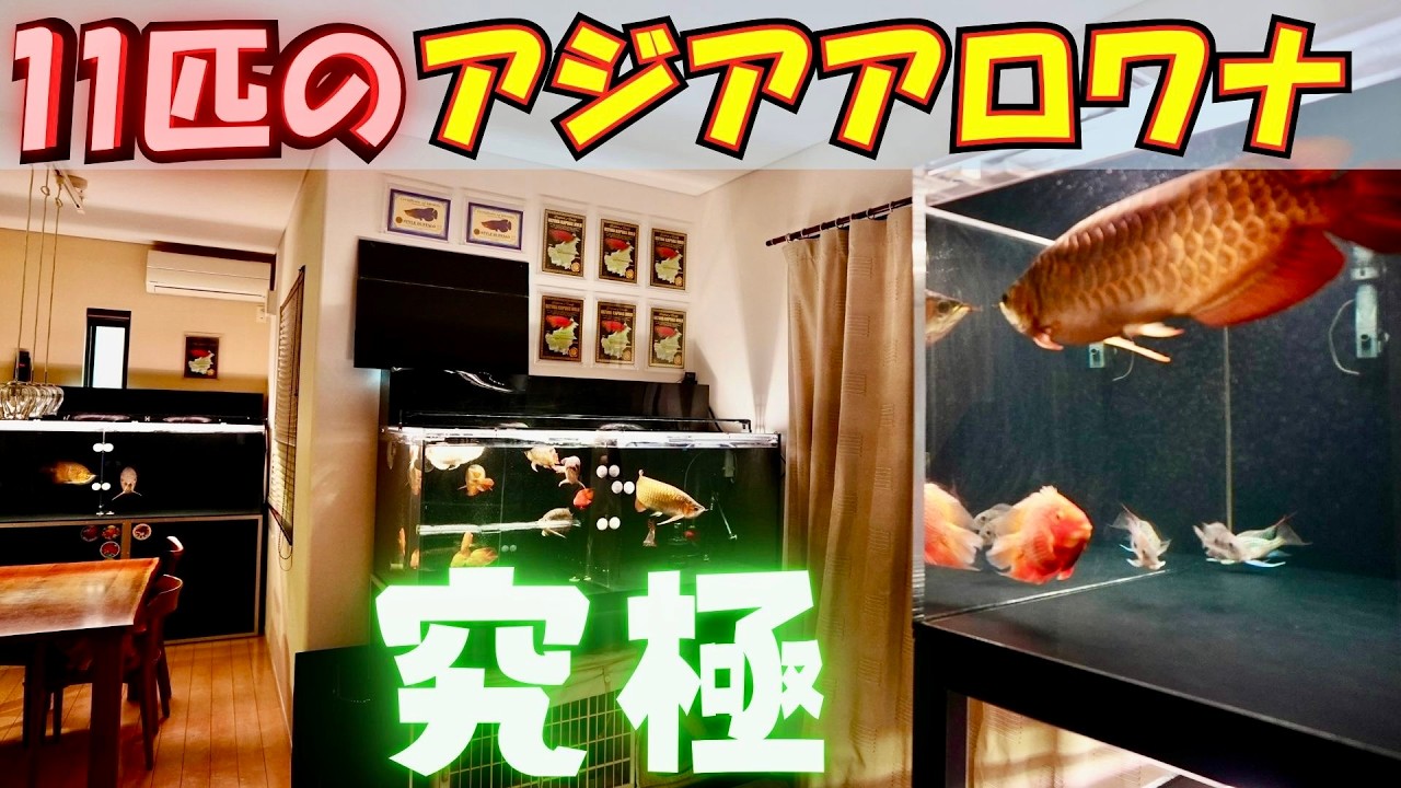 お宅訪問』11匹の拘りのアジアアロワナ〜育成〜混泳〜将来の夢『紅龍 