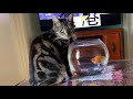 最奇葩猫和鱼的恋爱，世界上最有爱心的猫，饿死也不吃鱼|| The most love story of cat and fish, The cat starving no eating fish