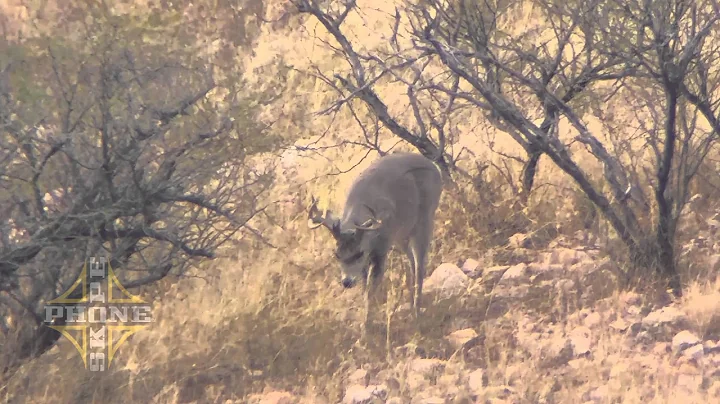 Archery Coues' & Javelina Hunt - Arizona 2015