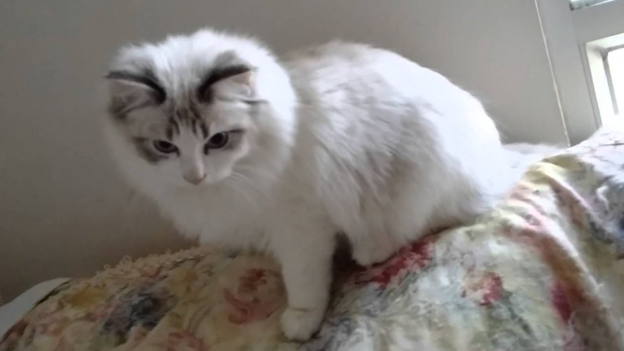 Tina Tiger Ragdoll , Seal Lynx bi colour - YouTube