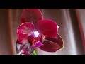 Phal. Mituo King Red Pepper самый красный фаленопсис, первое цветение подростка.