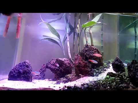 cara-membuat-aquascape-mudah,-murah-dan-simpel-untuk-pemula-(set-up-aquarium-mas-ogi)