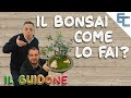 BONSAI tutorial principianti - Crealo con noi...facile, facile!!