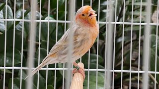 Red Mosaic Agate Canary singing video to training canaries