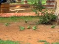 Indian Ringneck Parakeets @ Indira Park - Hyderabad