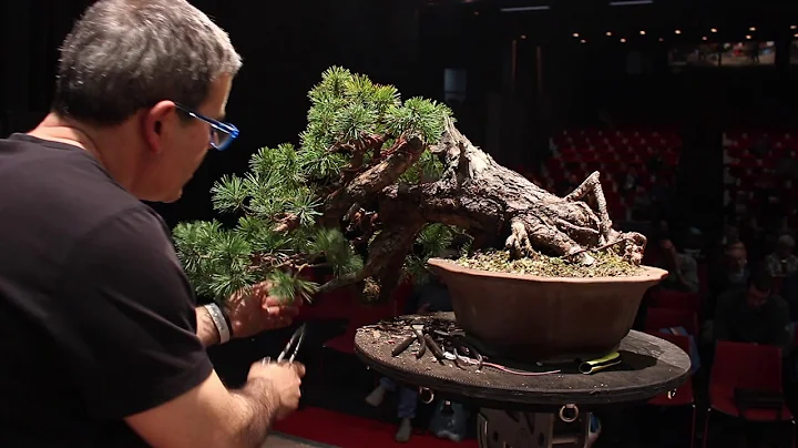 Pine bonsai demo by Gabriel Romero Aguad