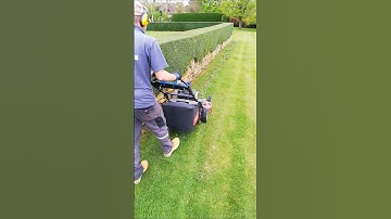Easy Hedge Trimming Clean up #shorts
