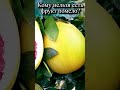 Кому нельзя есть фрукт помело 