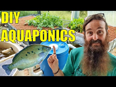 Starting an Aquaponics System | How to Start & What You Need