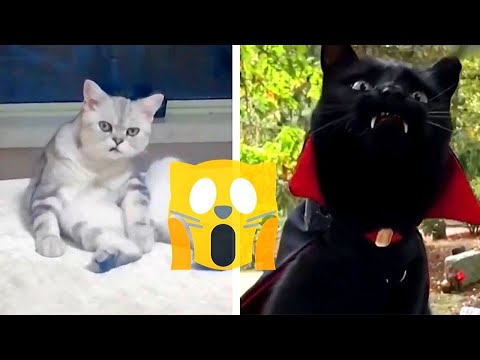 🔴weird-cats-doing-weird-things!!🔴funny-cat-videos-compilation