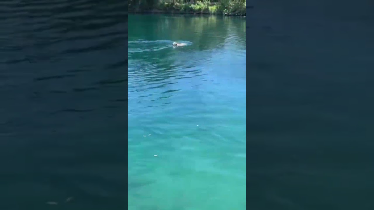 Flash goes to the dog lake……. 