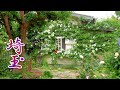 【Private Residence】Contrasting types of Two Private Rose Gardens in Saitama. #オープンガーデン #4K #斉藤邸 #遠藤邸