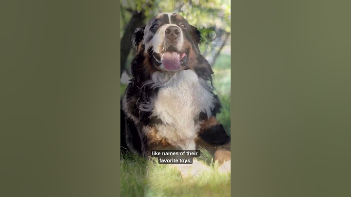 Why Dogs Tilt Their Heads 🐶🧐 | Real Dog Behavior Study | #Shorts