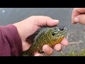 Tons of fish slammed all baits in the rain today!