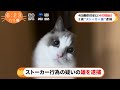 【もふ猫NEWS】ストーカー行為の疑いの雄を逮捕