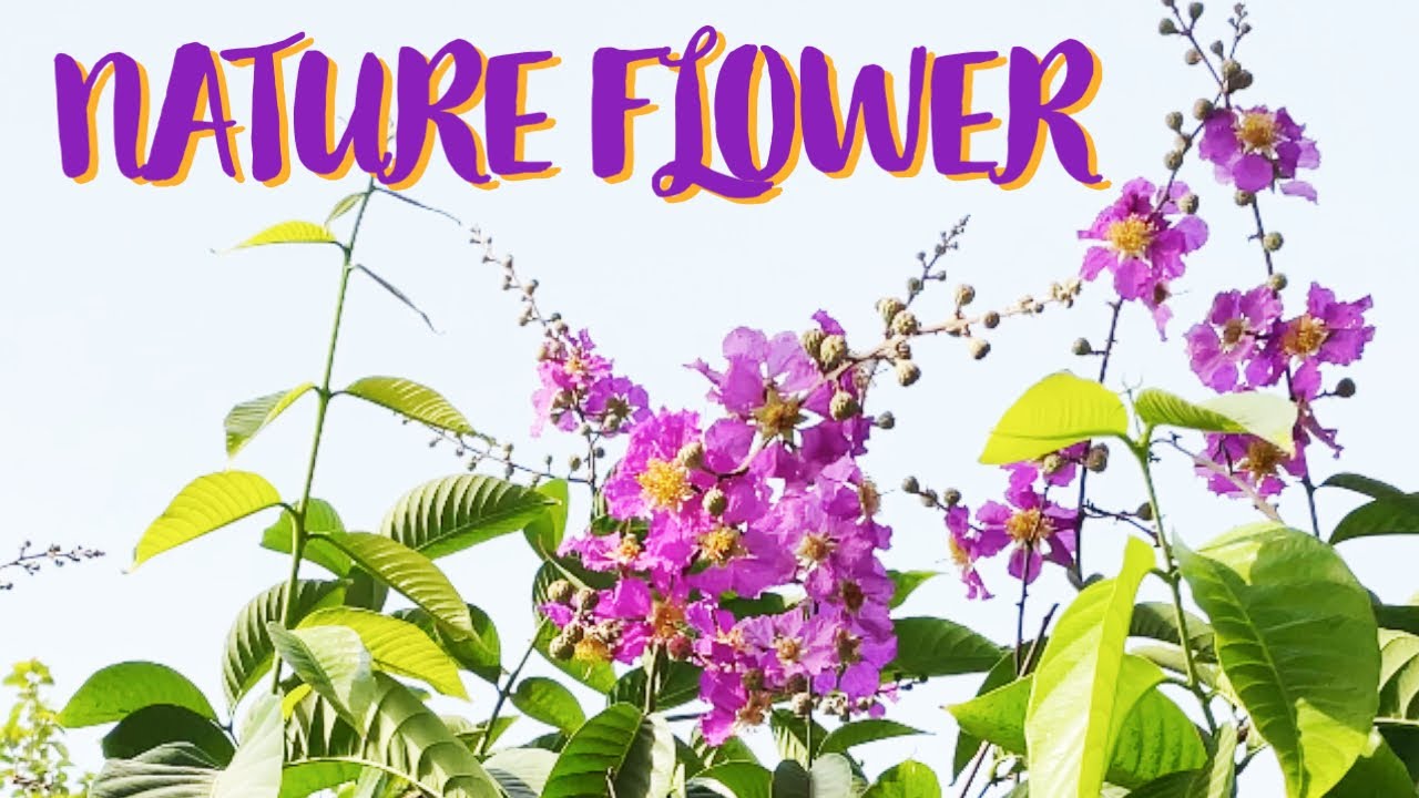 Nature Flower 2 Amazing Gift of Nature gulmohar shimul 