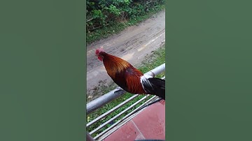 Xích Chân Gà Mồi Tơ Phớt Trắng Đang Tập Gáy #shorts