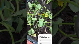 Erdbeeren und Gurke, passt das? #hochbeet #selbstversorgergarten #shortsvideo #urbangarden