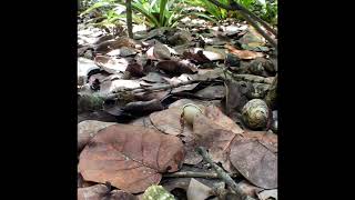 U.S.V.I. Saint John National Park Caribbean Hermit Crabs