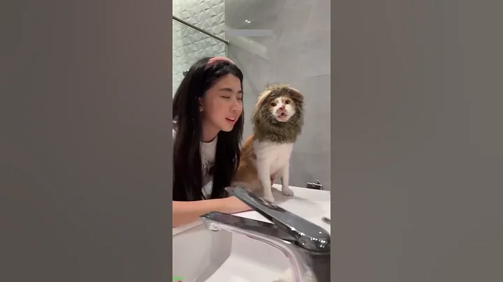 Video 10100741: laugh funny fails cat, best funny cats fail