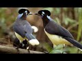 Sounds Of The Rainforest | Relax With Nature | The Wild Place | BBC Earth