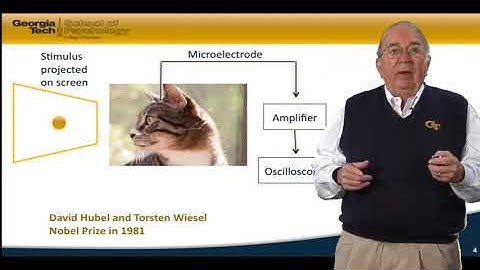 Psychology as a Science | 5   3   Lecture Video 3 3 Receptive Fields