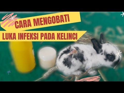 Video: Infeksi Bakteri Kulit Pada Kelinci