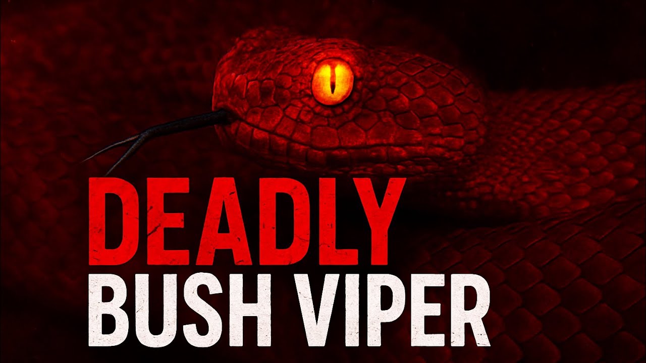 🐍 The Snake That Looks Beautiful… But Kills! | Bush Viper